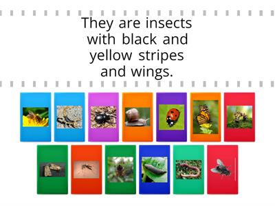 Insects