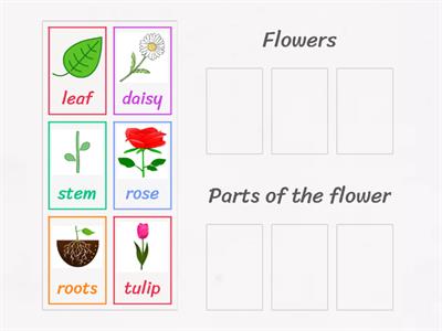 Sorting activity (5-7)