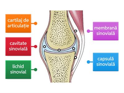 Structura unei articulații mobile