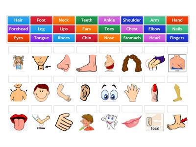 Body parts Esol - Teaching resources