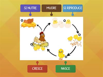 Il CICLO VITALE della gallina