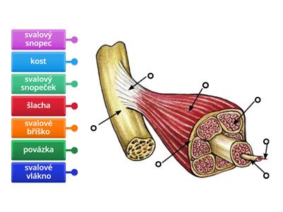 Stavba kosterního svalu