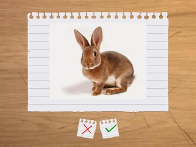 Animaux (vocabulaire)