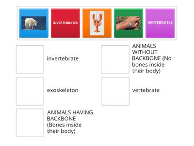 Different types of Skeleton