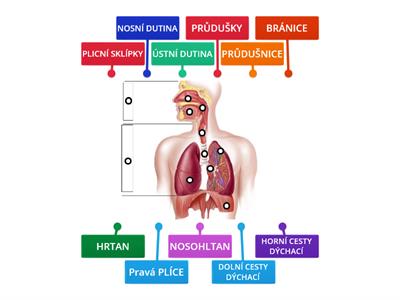 DÝCHACÍ SOUSTAVA 5. TŘÍDA