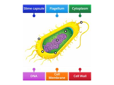 Bacteria Cell