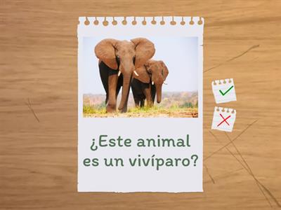 Animales vivíparos y Ovíparos