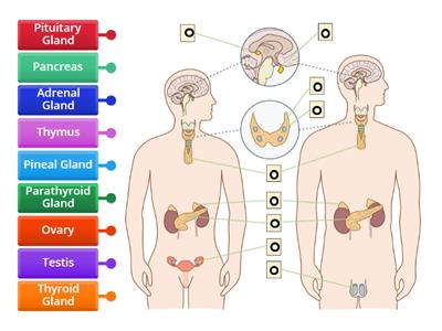 The Endocrine System