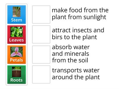 Plant Explanation 
