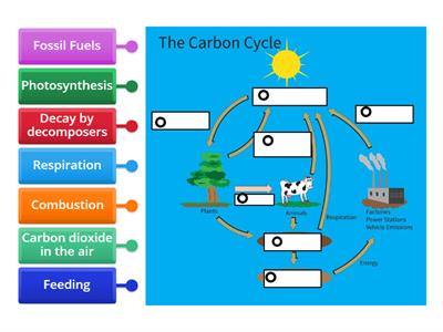 Carbon Cycle