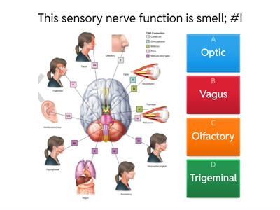 Functions of the 12 Cranial Nerves