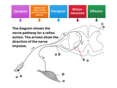 Reflex action pathway
