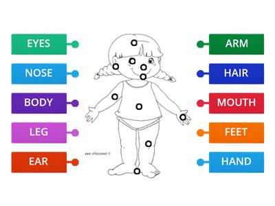 The parts of the body