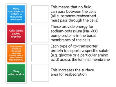 Adaptation of proximal convoluted tubule epithelial cell