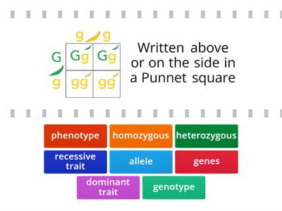 Genetics Review