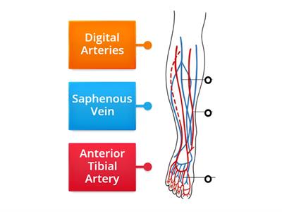 Blood Vessels for Pedicure