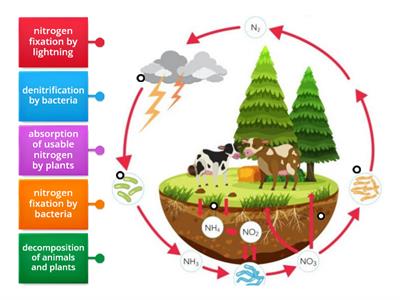 Nitrogen Cycle Diagram