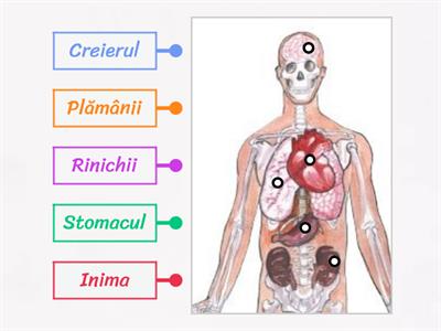 Organele interne 