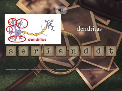  sistema nervioso y cerebro