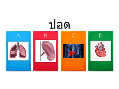 อวัยวะภายใน