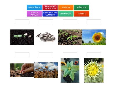 CICLO DE VIDA DO GIRASSOL