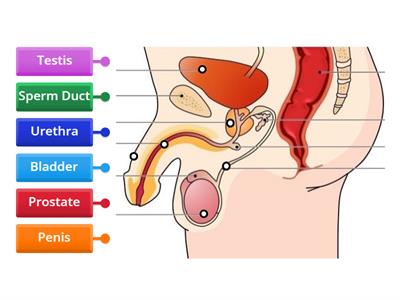 Male Reproductive System Labels