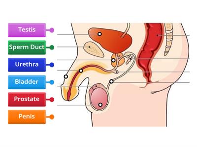 Male Reproductive System Labels