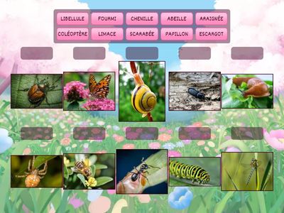 ECOLE ET CINEMA MICROCOSMOS