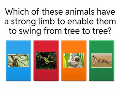 Animals in tropical rainforests.