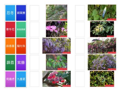 蔓性 (龍吐珠--牽牛花)