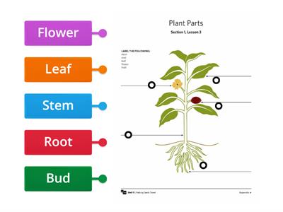 Parts Of A Plant 