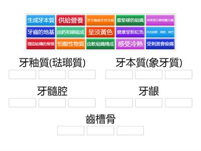 牙齒構造功能-726
