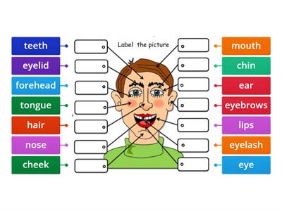 Parts of the head