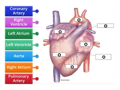 Labeled Circulatroy System