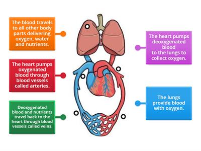 Circulatory System