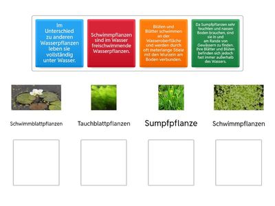 Pflanzen im und am Teich 