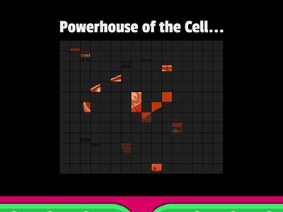 Quickly Guess the Cell Organelle before the Picture reveals itself!