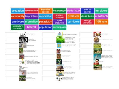 Bio B - Ecology: Flow of Energy Vocab