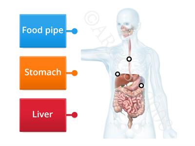 digestive system