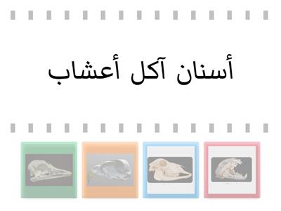 أسنان الحيوانات ومناقير الطيور