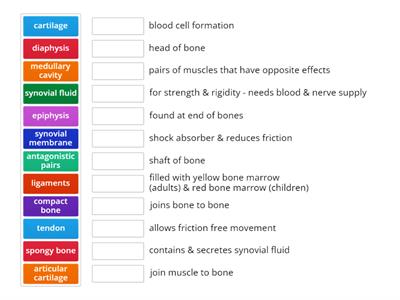 LC Biology - Skeleton & Muscles