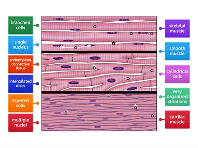 Muscle Tissue Types