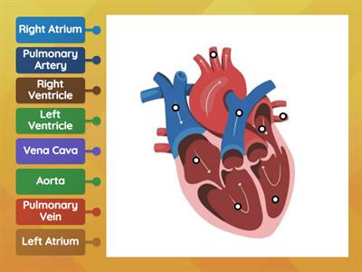 Heart Labelled Diagram