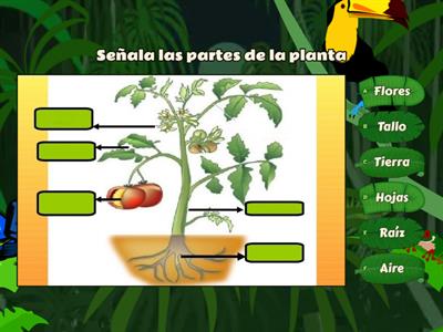 Las plantas