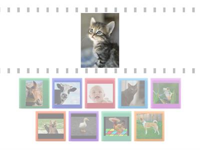 Животные: дети и взрослые