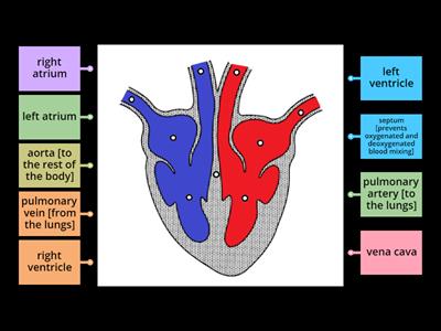  FFynone House Heart  labelling activity
