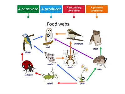 Food Web