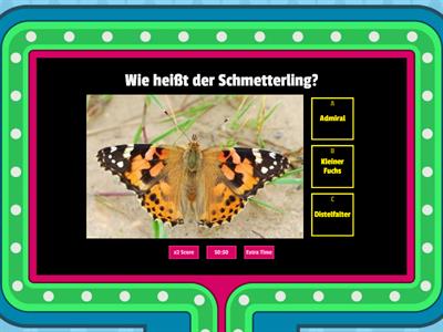 Schmetterling-Quiz