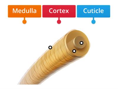 Hair Cross Section