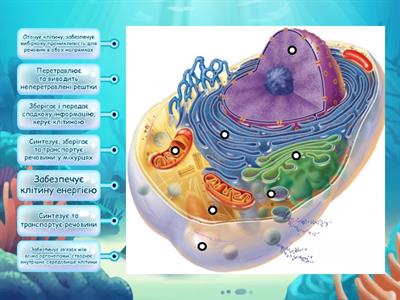 Функції органел тваринної клітини